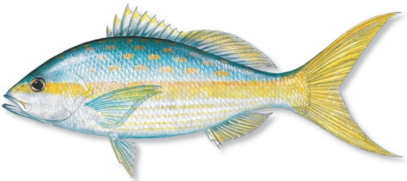 Yellow Tail Snapper