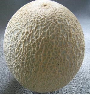 Melon cantaloupe